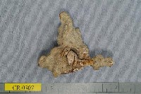 藏品(線寄居蟹)的圖片